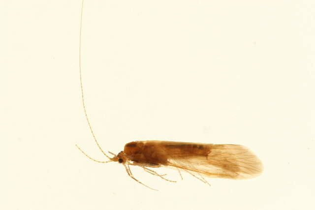 Image of Ceraclea (Athripsodina) shuotsuensis (Tsuda 1942)