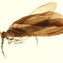 Image of Mystacides dentatus Martynov 1924