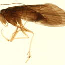 Image de Glossosoma (Synafophora) altaicum (Martynov 1914)
