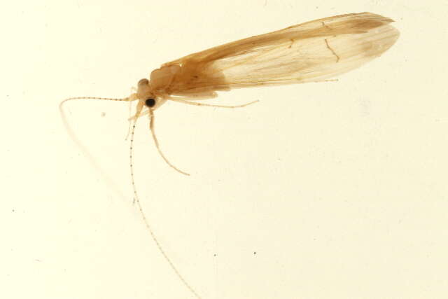 Image of Oecetis testacea (Curtis 1834)