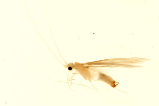 Image of Leptocerus