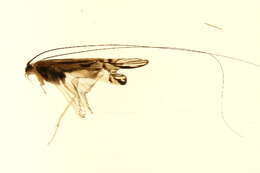 Image of Macrostemum radiatum (McLachlan 1872)