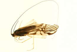 Image of Macrostemum radiatum (McLachlan 1872)