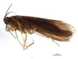 Image of Rhyacophila lata Martynov 1918