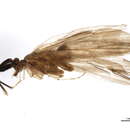 Imagem de <i>Lepidostoma elongatum</i>