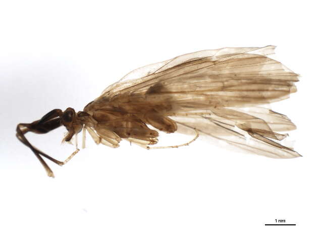 Image of <i>Lepidostoma elongatum</i>
