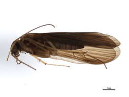 Image of Rhyacophila lata Martynov 1918