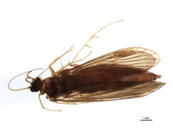 Image of Rhyacophila lata Martynov 1918