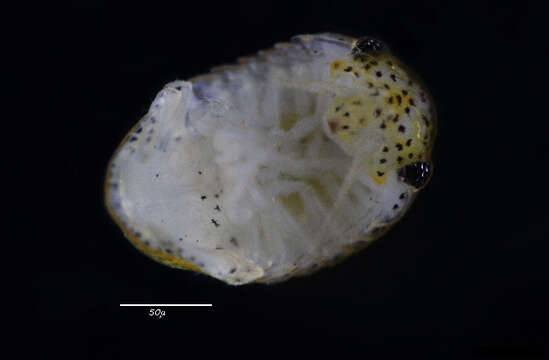 Image of cirolanid isopods