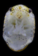Image de Cirolanidae Dana 1852