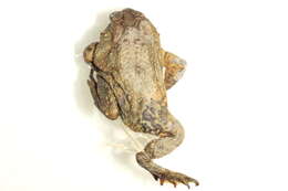 Image de Anaxyrus americanus (Holbrook 1836)