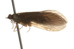 Image of <i>Rhyacophila minora</i>