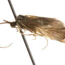 Image of Brachycentrus (Sphinctogaster) fuliginosus Walker 1852