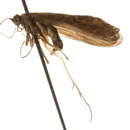 Image of Rhyacophila torva Hagen 1861