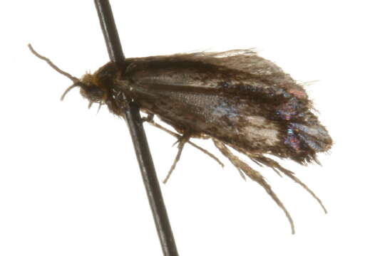 Image of Paraclemensia