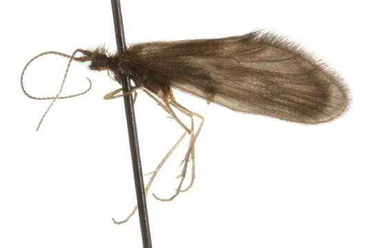 Image of Lepidostoma (Nosopus) lydia Ross 1939