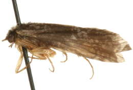 Image of <i>Plectrocnemia albipuncta</i>