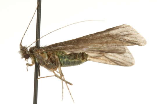 Image of Ceraclea (Ceraclea) cancellata (Betten 1934)