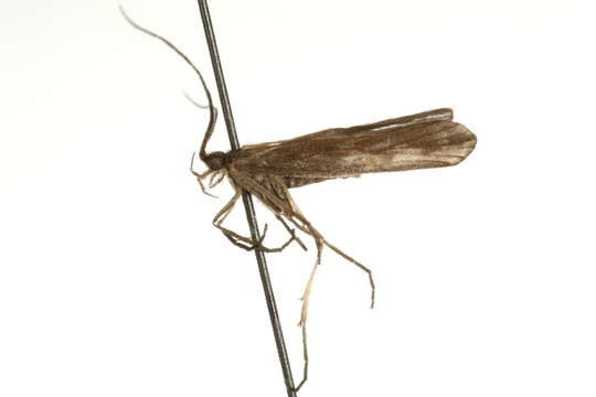 Image of Molanna (Molanna) tryphena Betten 1934