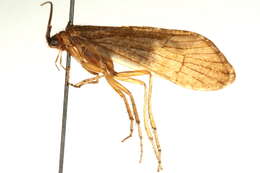 Image of Anabolia consocia (Walker 1852)