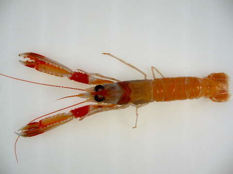 Image of Nephrops Leach 1814