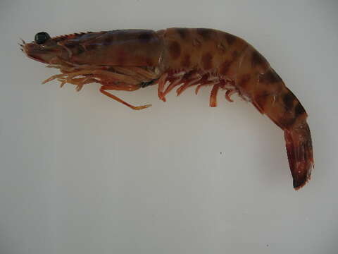 Image of Caramote prawn