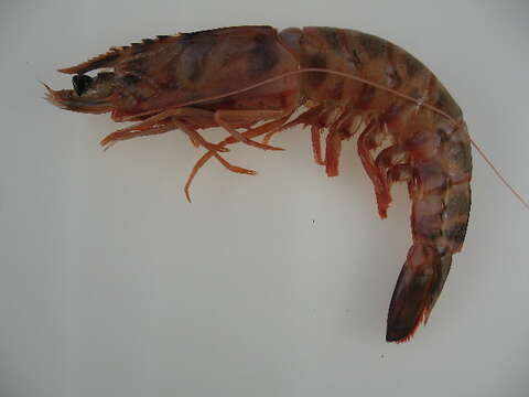 Image of Caramote prawn