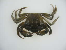 Imagem de Carcinus aestuarii Nardo 1847