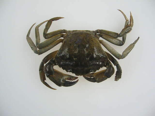 Image of Mediterranean green crab