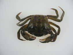 Image of Mediterranean green crab