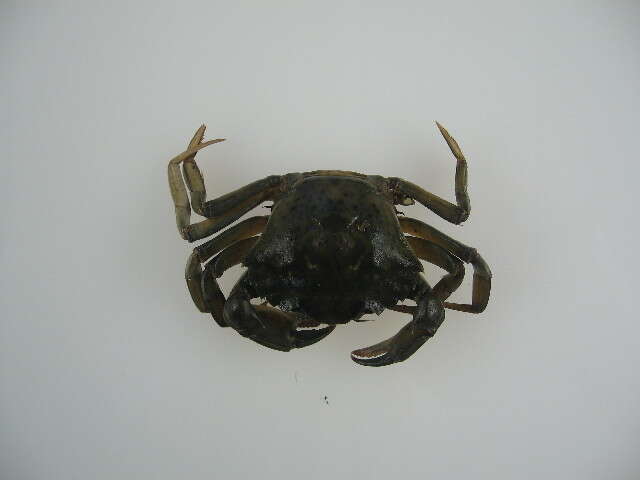 Image of Mediterranean green crab