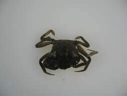 Image of Mediterranean green crab