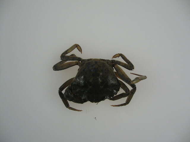 Image of Mediterranean green crab