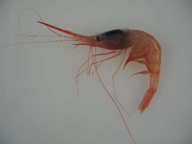 Image of soldier striped shrimp