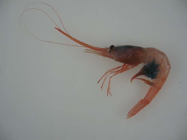 Image of soldier striped shrimp