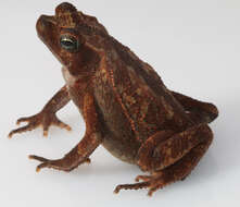 Image of beaked toads