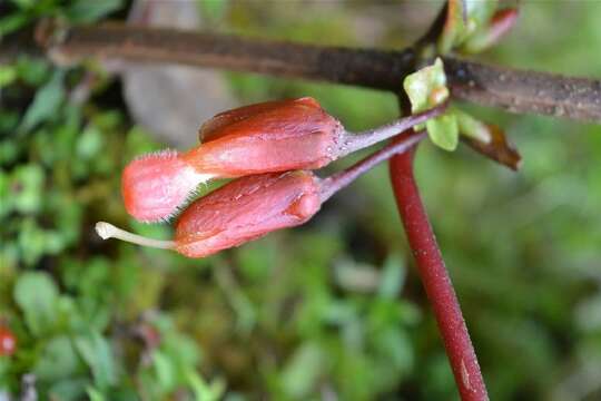 Image of Glossoloma