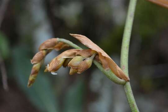 Image of bromeliads