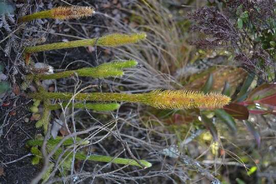 Image of clubmoss