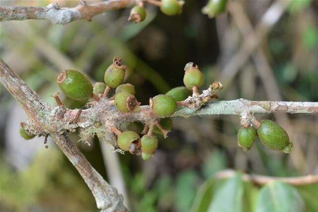 Image of guava