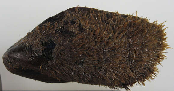 Image of bearded horse mussel