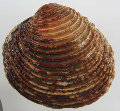 Image of clam