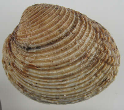 Image of clam