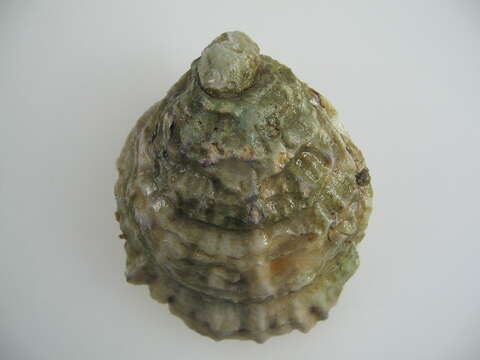 Image of Native oyster