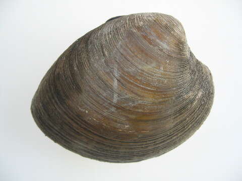 Image of quahog