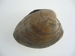 Image of quahog