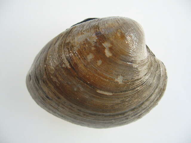 Image of quahog