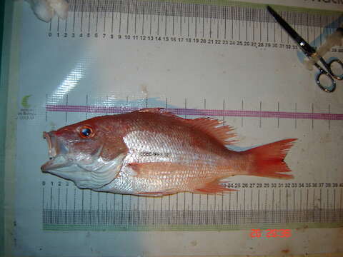 Image of Olfactores