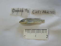 Image of Headwater killifish