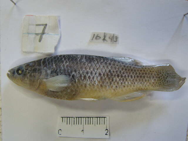 Image of Headwater killifish